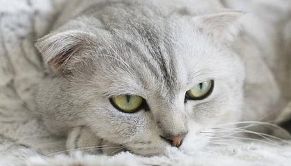 爱游戏体育入口-巴萨再胜，梅西连场破门，势不可挡，巴萨梅西比赛